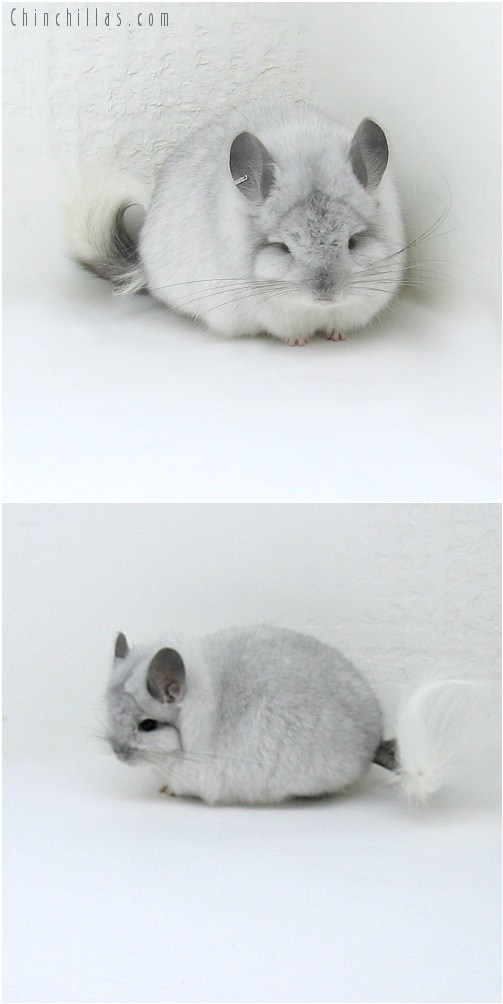 8139 Exceptional Quality White Mosaic Royal Persian Angora Male Chinchilla