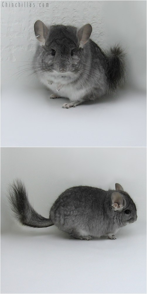 8141 Standard Royal Persian Angora Female Chinchilla