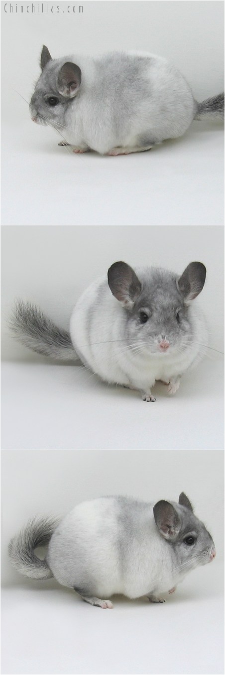 8112 Unique White Mosaic Female Chinchilla