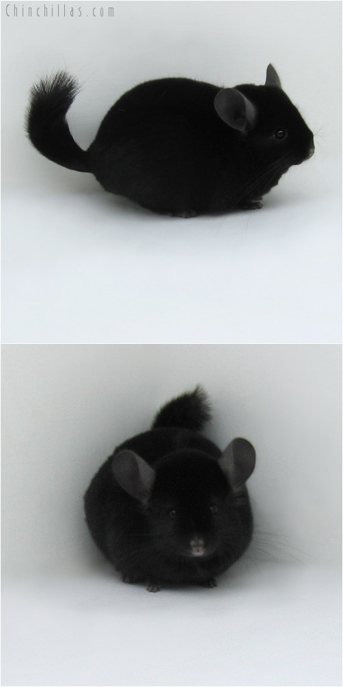 8095 Large Premium Production Quality Ebony Female Chinchilla