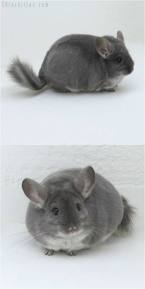 8127 Extra Large TOV Violet Female Chinchilla