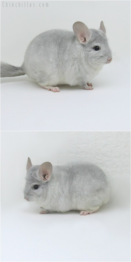 8146 Show Quality Sapphire & White Male Chinchilla