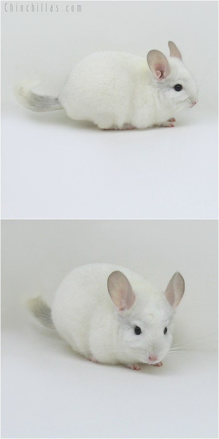 8147 Show Quality Sapphire & White Male Chinchilla