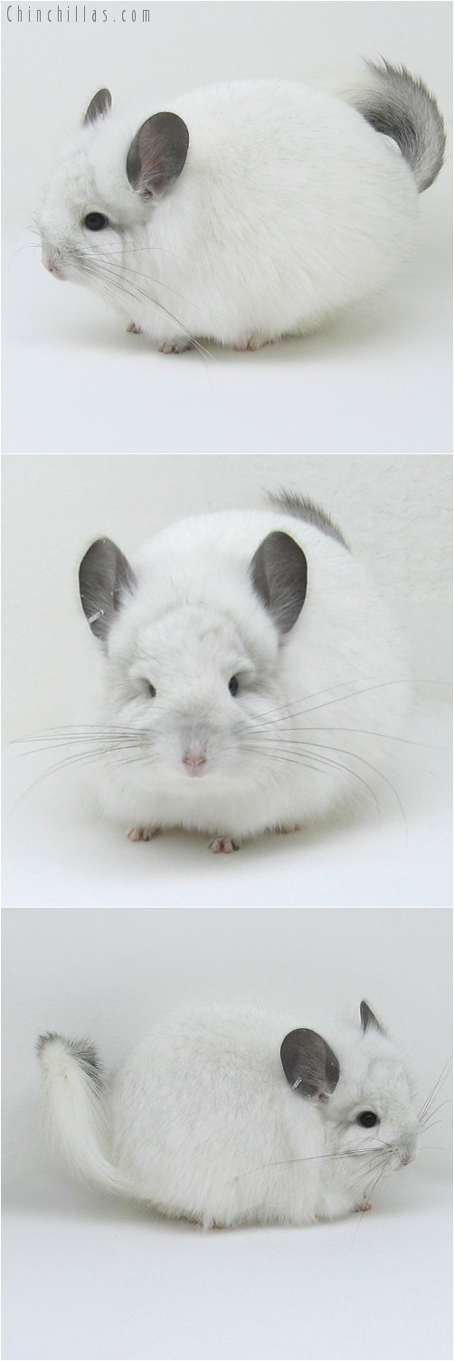 8150 White Mosaic Royal Persian Angora Female Chinchilla