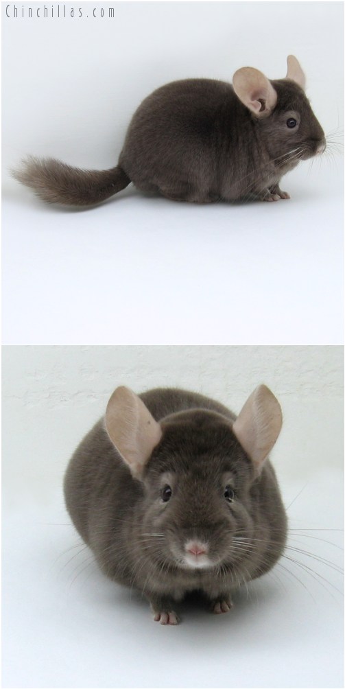 8145 Large Show Quality Dark Tan Male Chinchilla