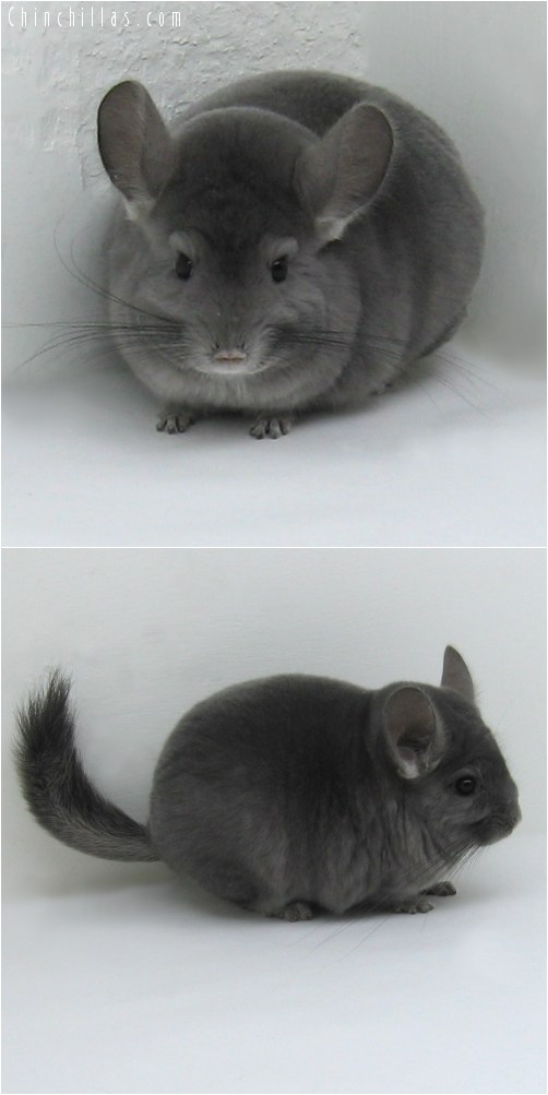 8075 Show Quality Violet ( Ebony Carrier ) Female Chinchilla