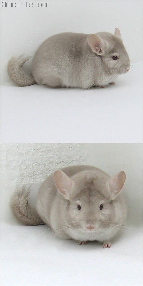 8080 Premium Production Quality Homo Beige Female Chinchilla