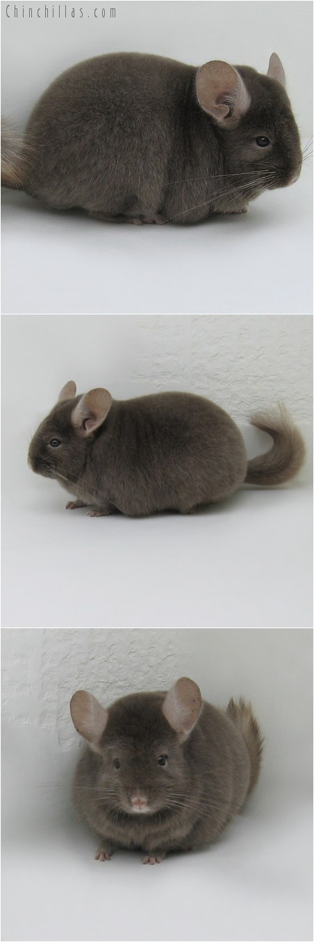 8113 Large Show Quality Dark Tan Female Chinchilla