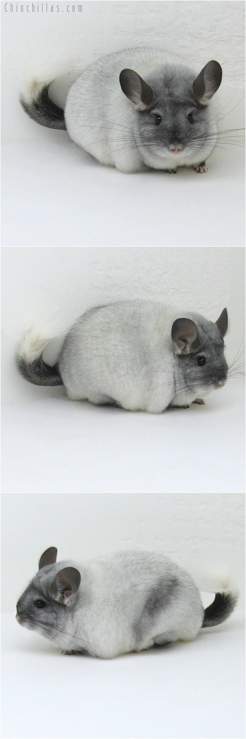 8110 Large TOV White Female Chinchilla