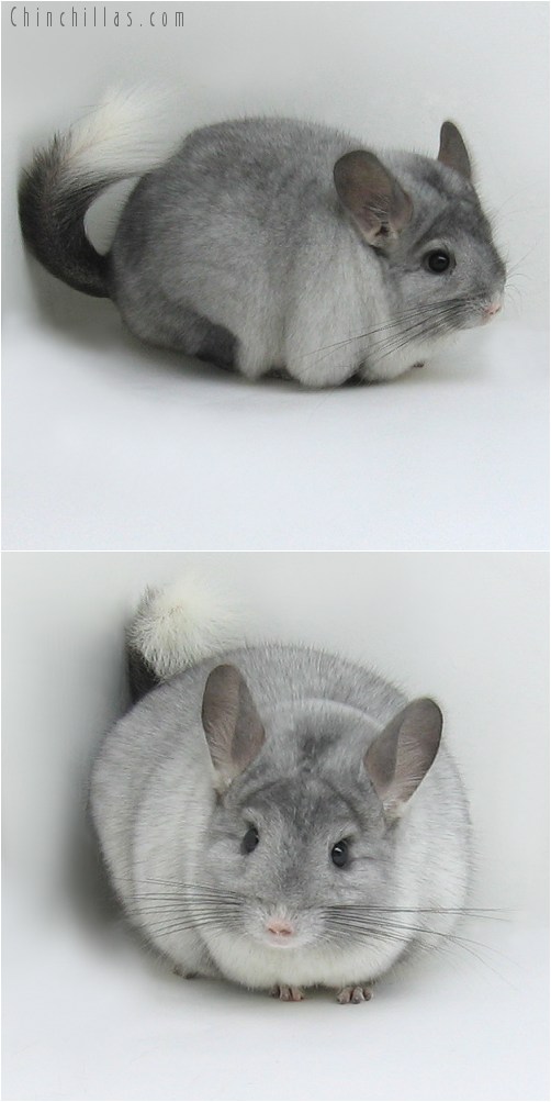 8154 Top Show Quality Ebony & White Mosaic Male Chinchilla