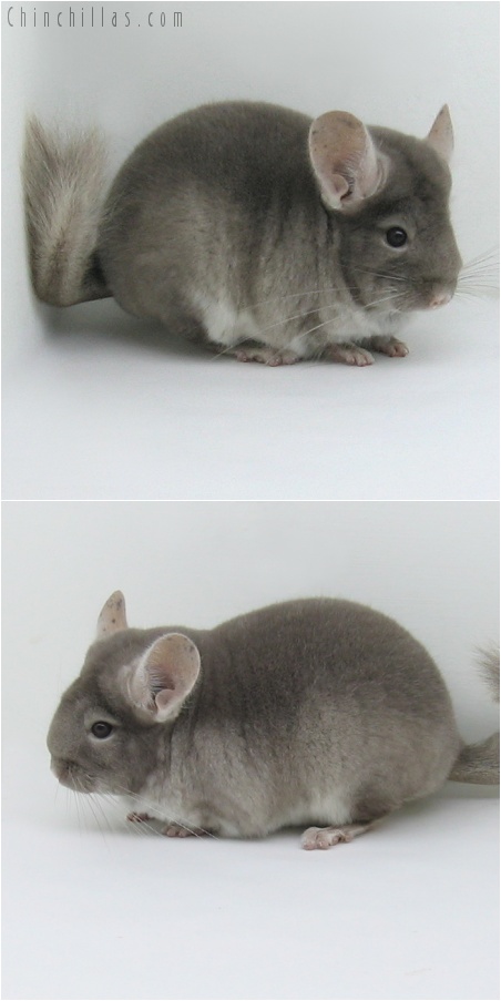 8006 Show Quality TOV Beige ( Violet Carrier ) Female Chinchilla