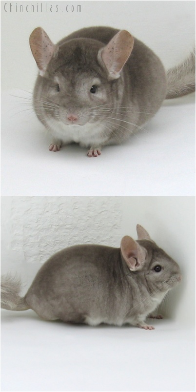 8038 Show Quality Beige Male Chinchilla