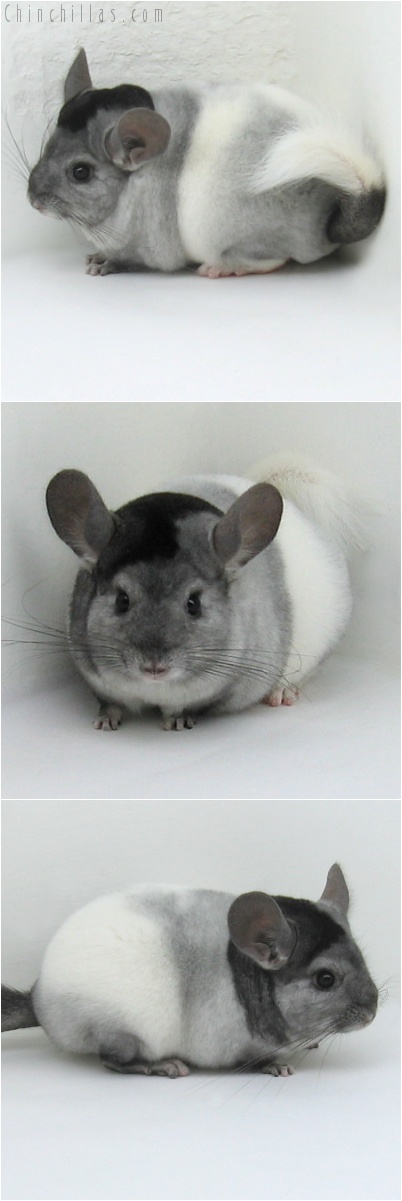 8016 Show Quality Highly Unique Tri Tone Ebony & White Mosaic Female Chinchilla