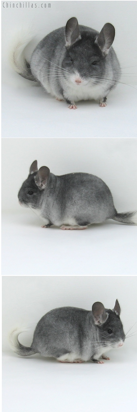 8048 Large Top Show Quality TOV White Male Chinchilla