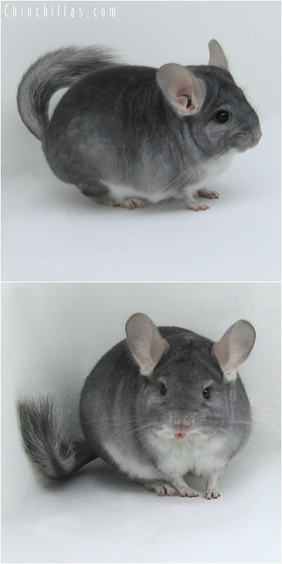 8040 Top Show Quality Sapphire Male Chinchilla