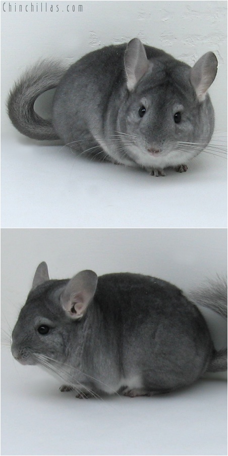 8025 Show Quality Sapphire Female Chinchilla