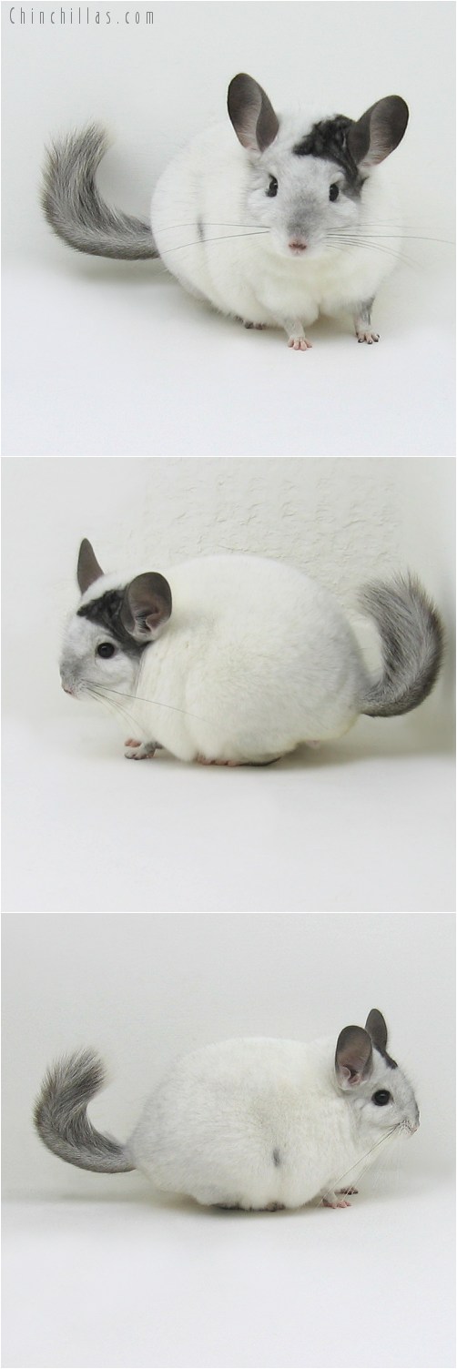 8124 Large Herd Improvement Quality Extreme White Mosaic Male Chinchilla