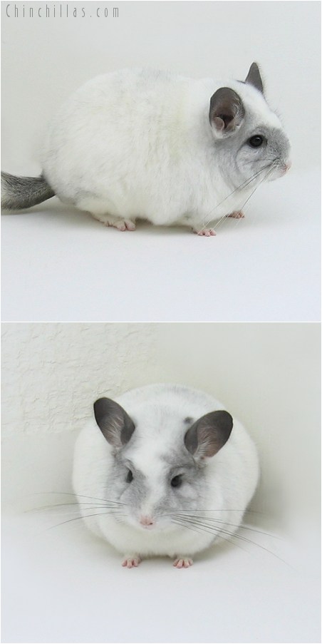 8151 Blocky Show Quality White Mosaic Female Chinchilla