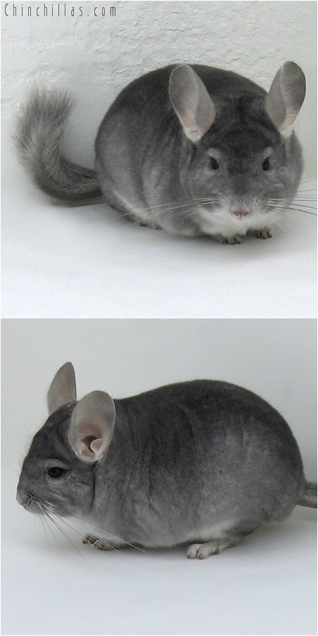 7213 Show Quality Sapphire Male Chinchilla