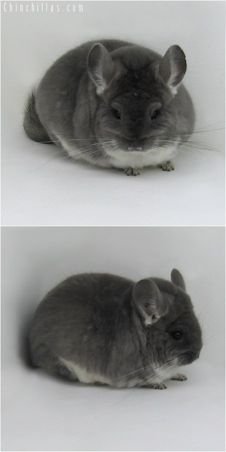 8161 Extra Large Premium Production Quality TOV Violet Female Chinchilla