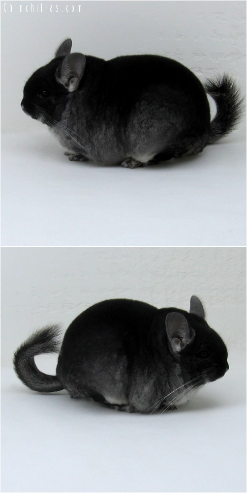 9002 Blocky, Brevi-type Show Quality Black Velvet Female Chinchilla