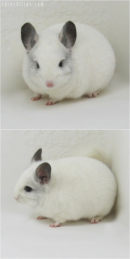 8098 Show Quality Predominantly White Male Chinchilla