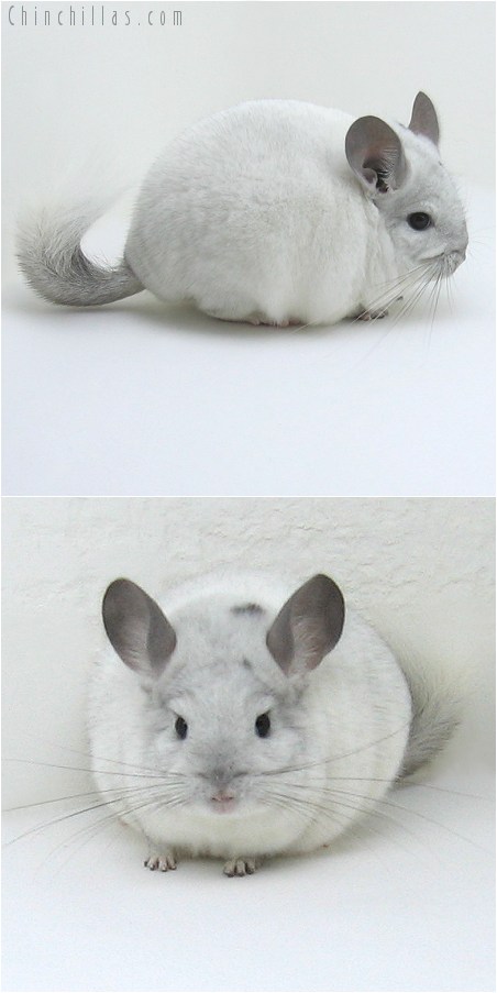 8156 Top Show Quality White Mosaic ( Possible Sapphire Carrier ) Male Chinchilla