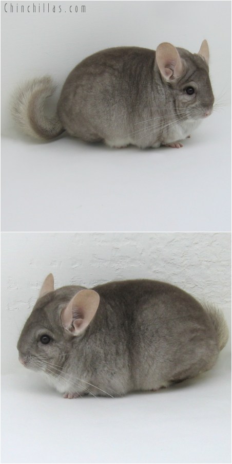 8162 Extra Large Show Quality Beige Female Chinchilla