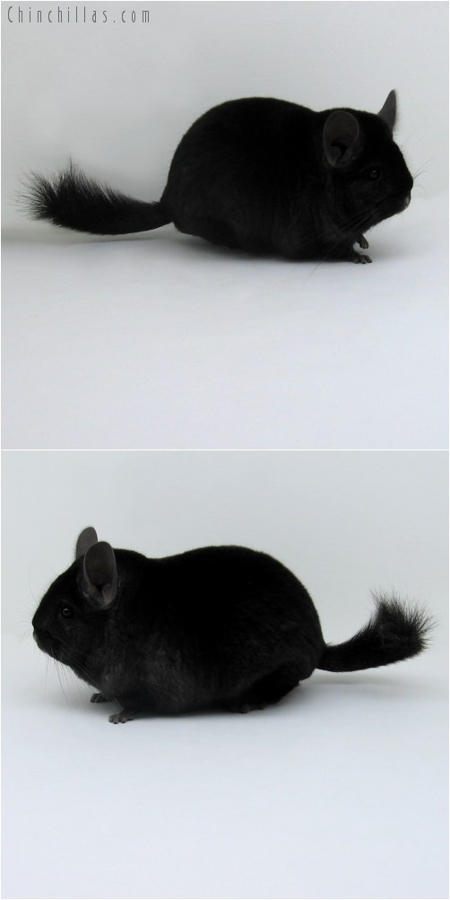 9011 Blocky, Premium Production Quality Ebony Female Chinchilla