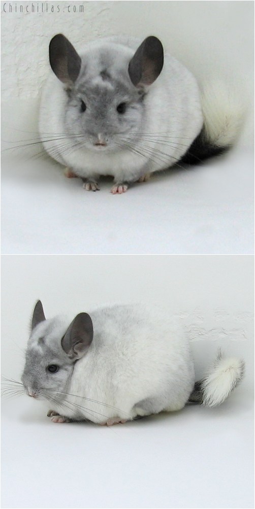 8153 Large Premium Production Quality White Mosaic ( Ebony Carrier ) Female Chinchilla