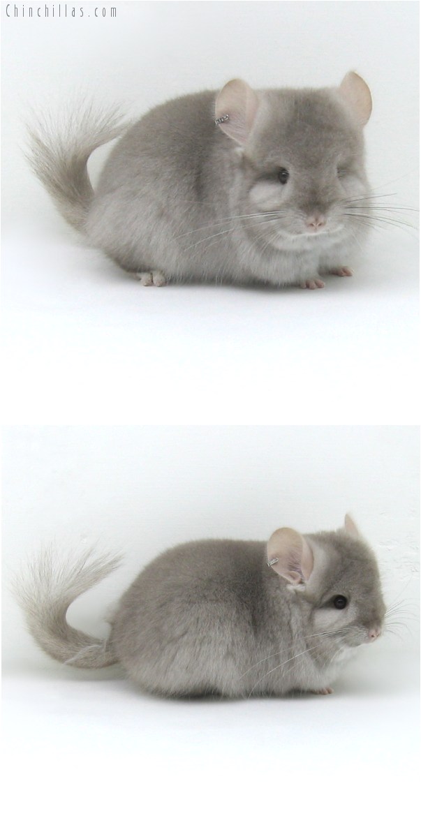 9045 Exceptional Beige Royal Persian Angora Female Chinchilla