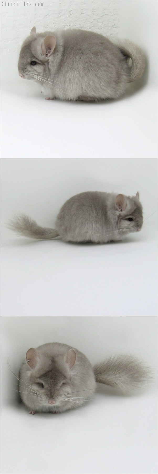 9041 Exceptional Beige Royal Persian Angora Female Chinchilla