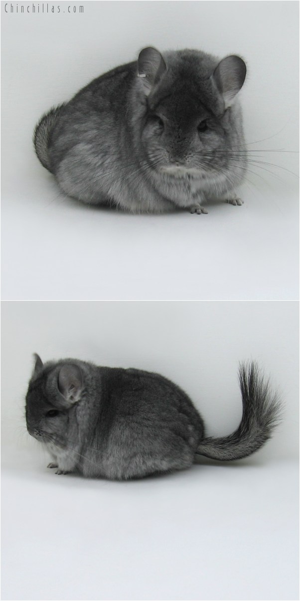 9042 Standard Royal Persian Angora Female Chinchilla