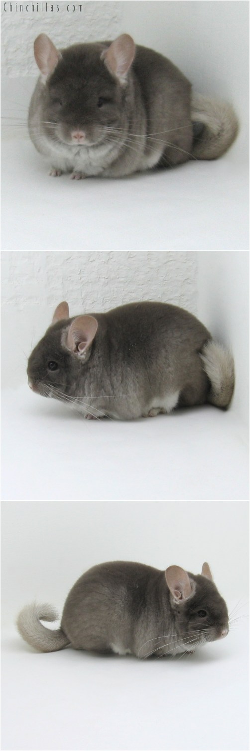 9034 Show Quality TOV Beige Female Chinchilla