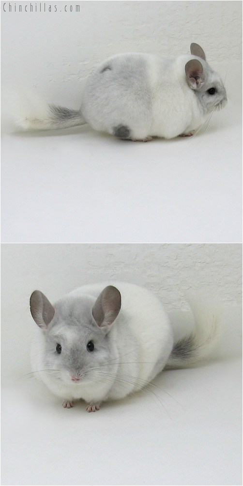 9040 Premium Production Quality Violet & White Mosaic Female Chinchilla