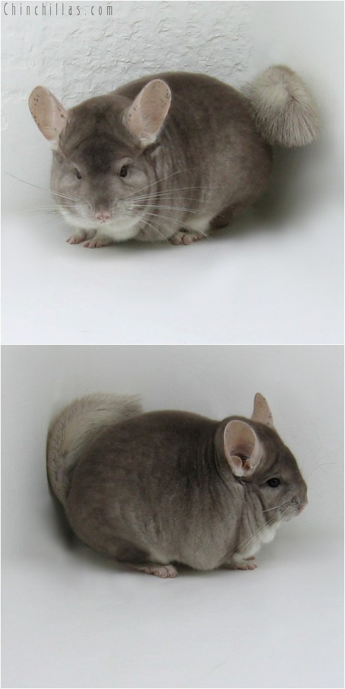 9032 Herd Improvement Quality Beige Male Chinchilla