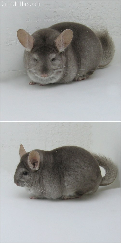 8165 Large Premium Production Quality Beige Female Chinchilla