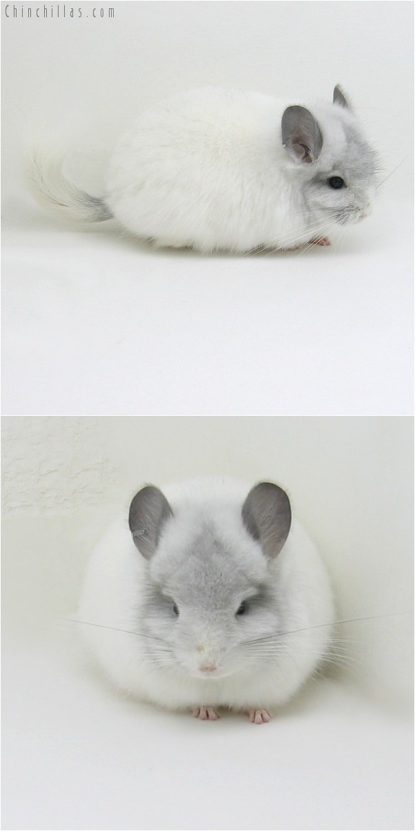 9047 White Mosaic Royal Persian Angora Female Chinchilla