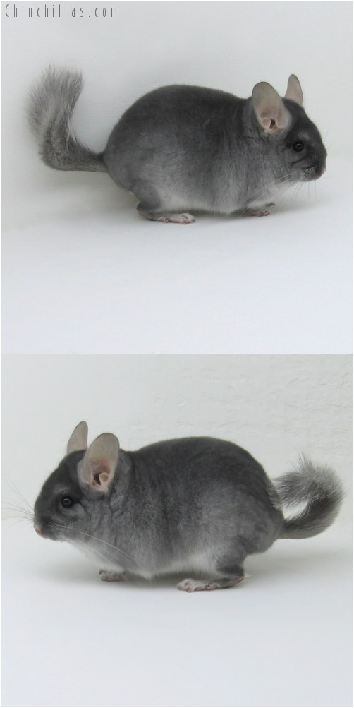 9029 Show Quality TOV Sapphire Male Chinchilla