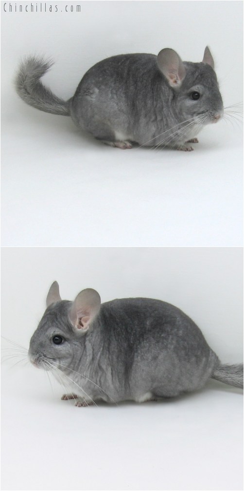 9052 Show Quality Sapphire Female Chinchilla