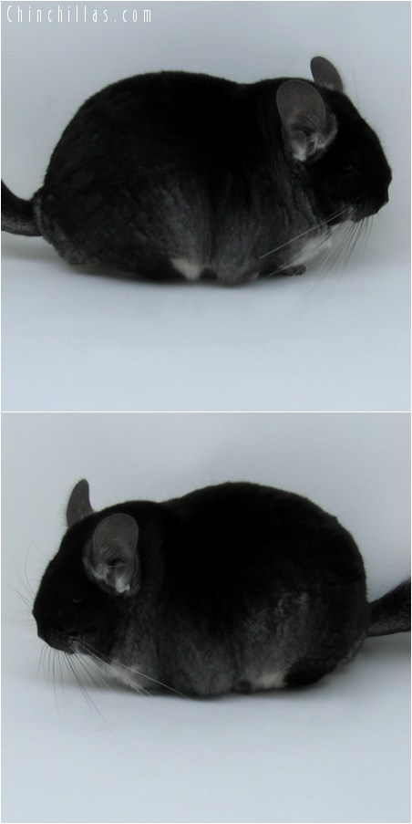 9049 Large, Blocky Show Quality Black Velvet Female Chinchilla