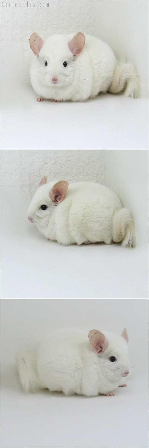 9022 Large Herd Improvement Quality Pink White Male Chinchilla