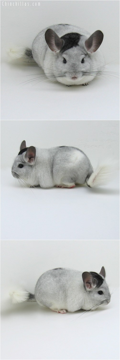 9018 Large, Blocky Premium Production Quality Extreme White Mosaic Female Chinchilla