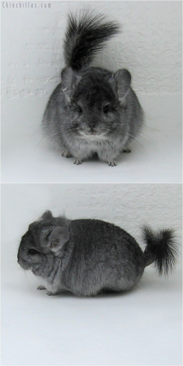 9044 Exceptional Standard Royal Persian Angora Male Chinchilla