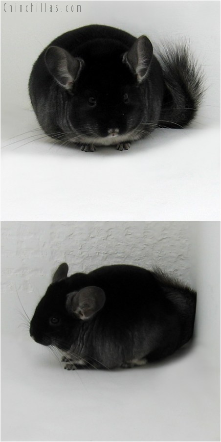 9061 Premium Production Quality Black Velvet ( Ebony Carrier ) Female Chinchilla