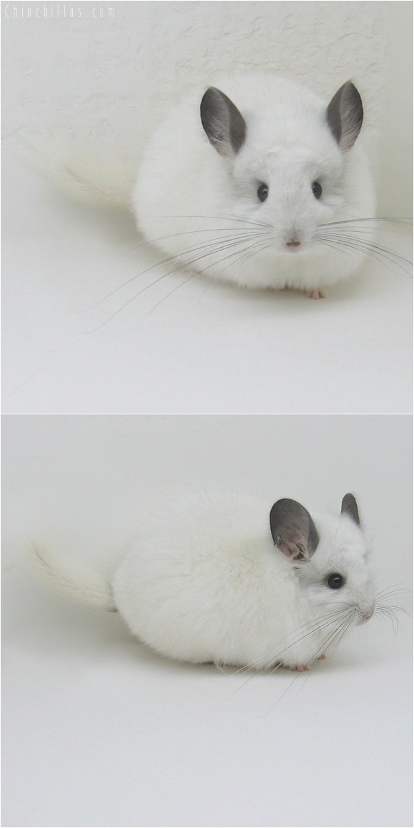 9048 White Royal Persian Angora Male Chinchilla