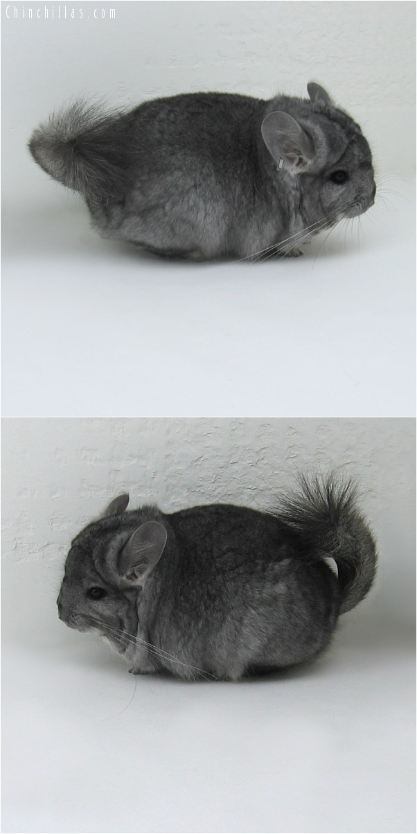 9037 Standard Royal Persian Angora Male Chinchilla