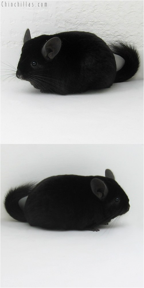 9081 Show Quality Extra Dark Ebony Female Chinchilla