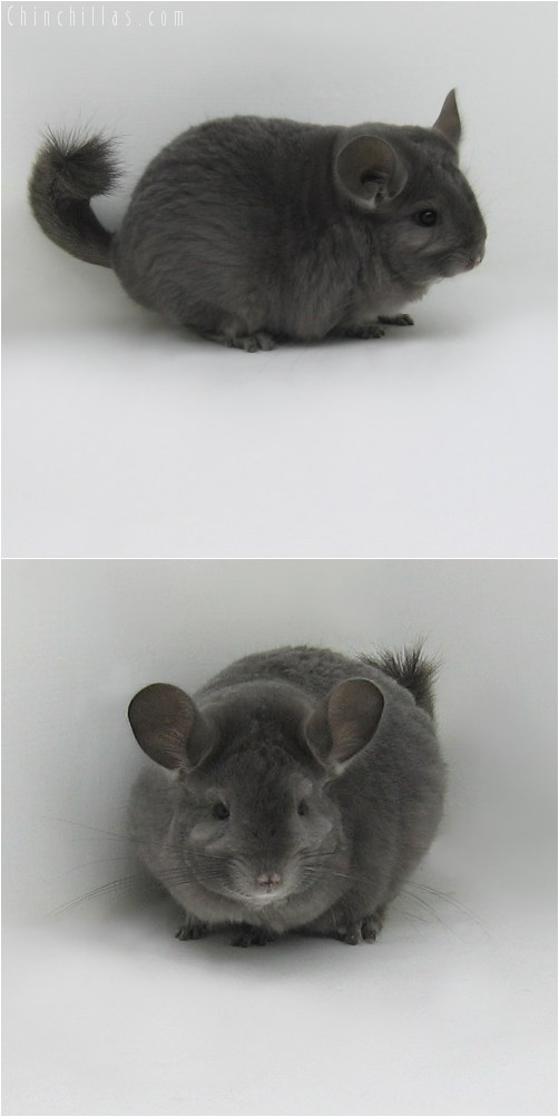 9082 Large Wrap-around Violet Female Chinchilla