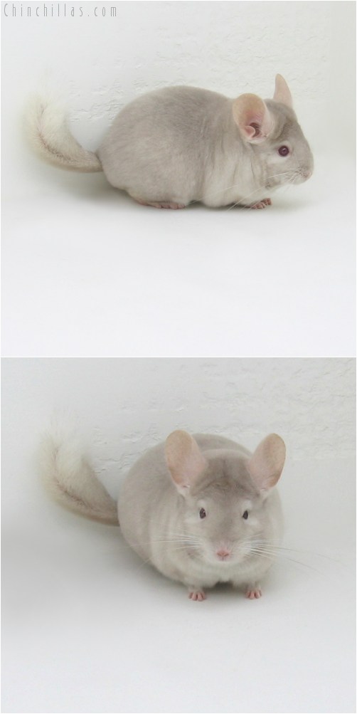 9072 Show Quality Homo Beige Female Chinchilla